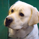 Image for article titled Pets Can Donate Blood, Too